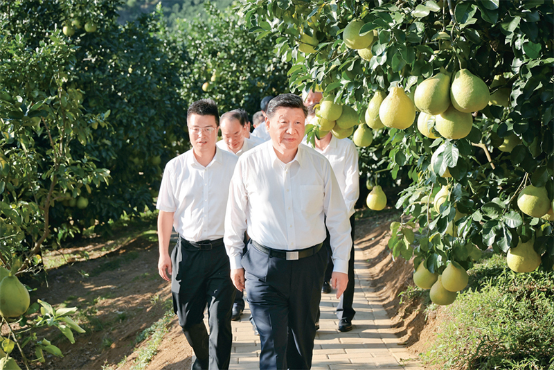 2025年11月7日至8日,中共中央總書記、國(guó)家主席、中央軍委主席習(xí)近平在廣東考察。這是7日下午,習(xí)近平在梅州市梅縣區(qū)雁洋鎮(zhèn)南福金柚種植基地考察。 2025年11月7日至8日,中共中央總書記、國(guó)家主席、中央軍委主席習(xí)近平在廣東考察。這是7日下午,習(xí)近平在梅州市梅縣區(qū)雁洋鎮(zhèn)南福金柚種植基地考察。